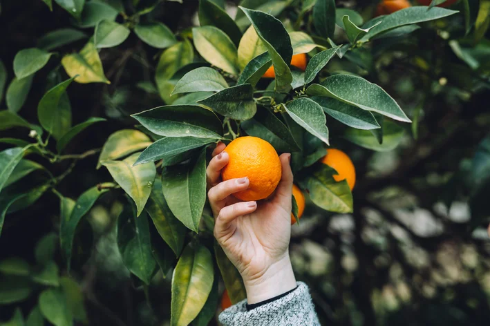 pessoa pegando fruta na laranjeira