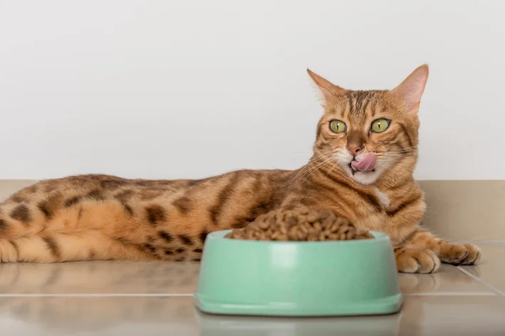 Conheça a melhor ração para o seu gato