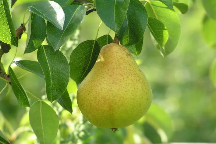 fruta pera na árvore é uma fruta de outono