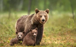 urso na floresta com seus filhos