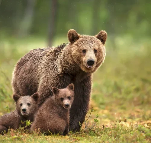 urso na floresta com seus filhos