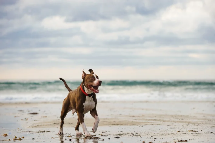 raça de cachorro