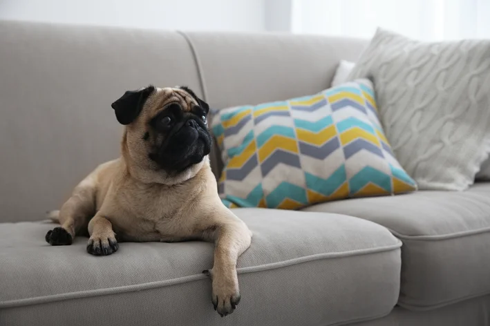 como-tirar-cheiro-de-xixi-de-cachorro-do-sofá