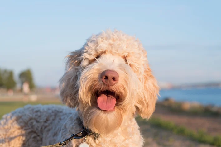 raça Labradoodle