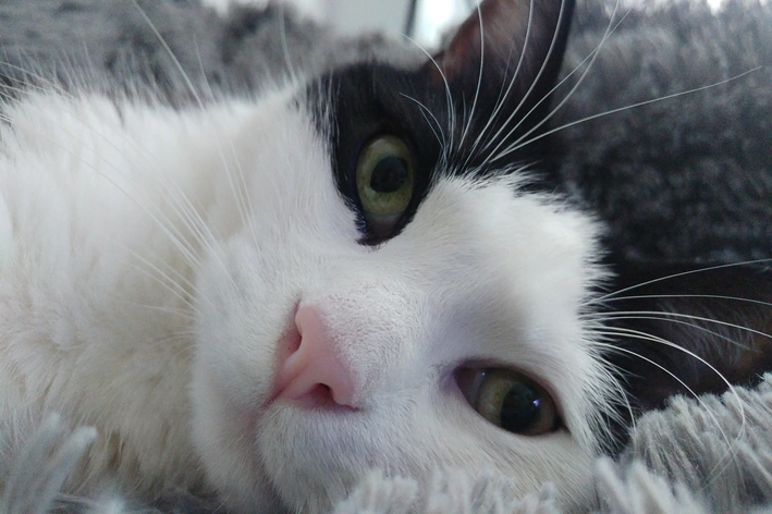 mitos e verdades sobre toxoplasmose em gatos