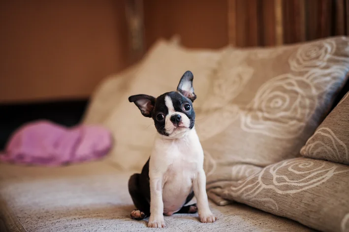 como-tirar-cheiro-de-xixi-de-cachorro-do-sofá