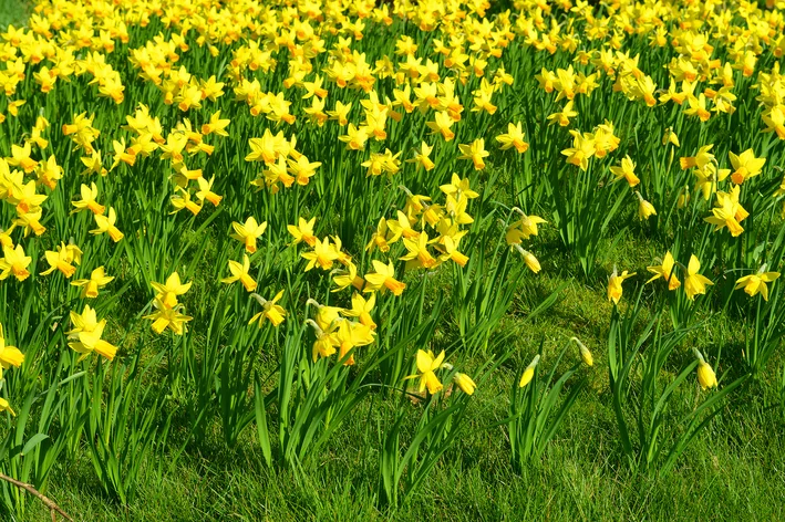 flor de narciso 