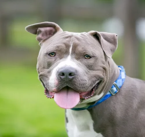 Pitbull bravo: verdade ou mito? 1