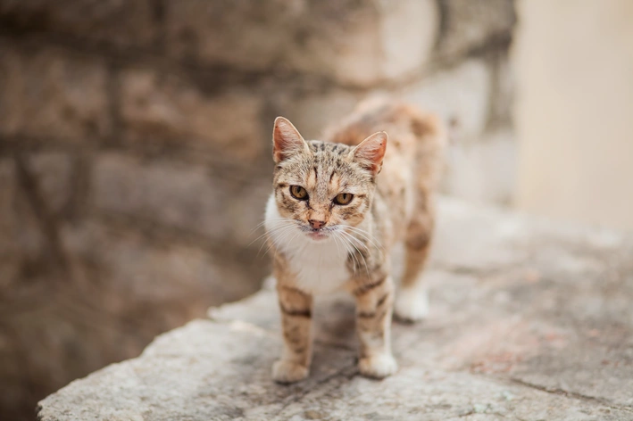 Gata de rua com pelagem tigre e olhar atento, caminhando por ambiente externo de estilo rústico, capturada em fotografia de alta qualidade.