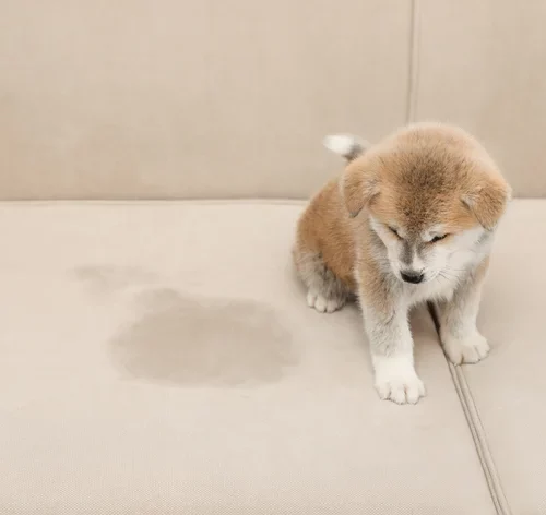 Aprenda como tirar cheiro de xixi de cachorro do sofá 2