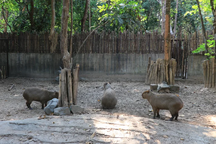 capivaras de estimação