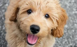 Goldendoodle