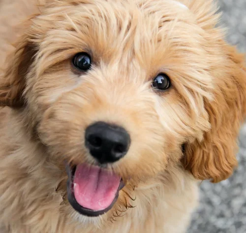 Goldendoodle