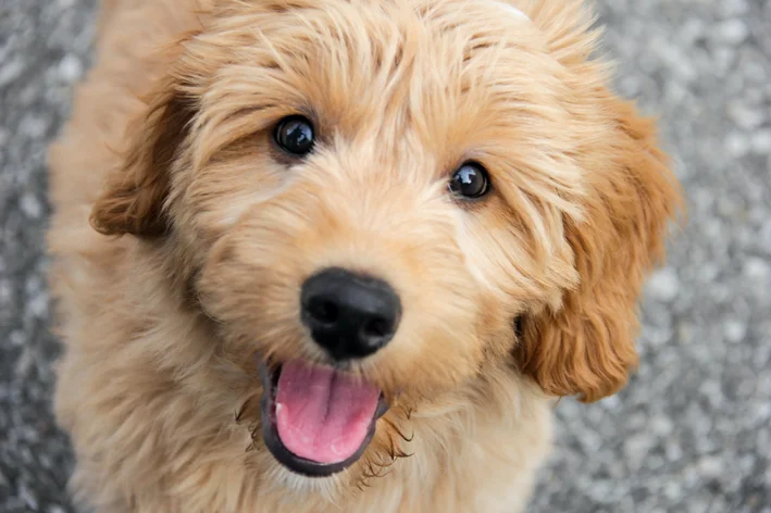 Goldendoodle