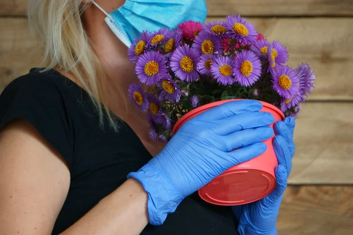 vaso de plantas para presente 