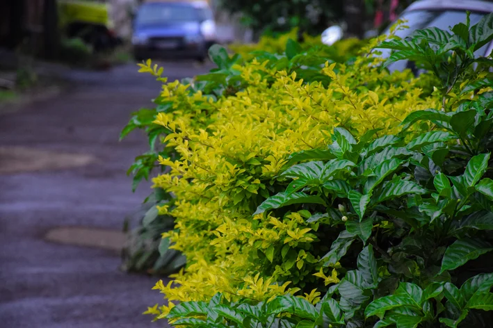 flor pingo de ouro