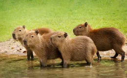 capivara de estimação