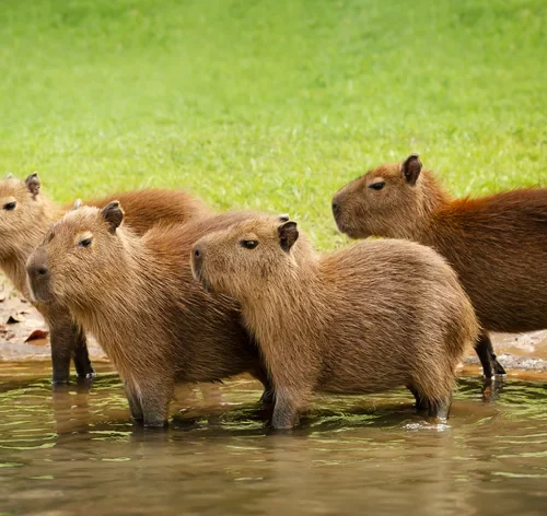 capivara de estimação