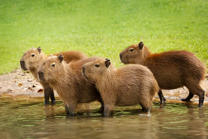 capivara de estimação