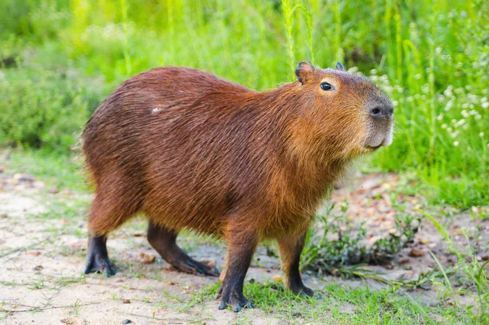 pode ter capivara de estimação 