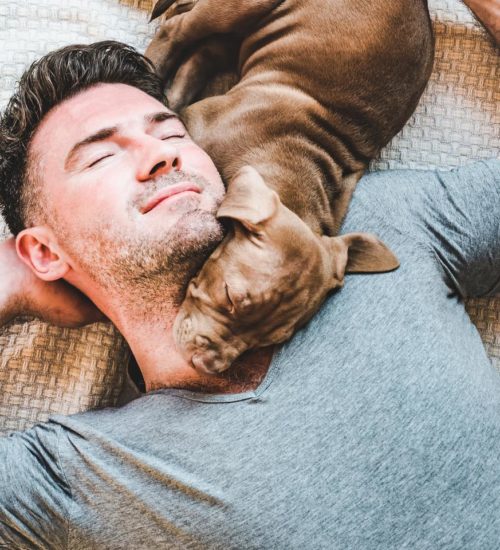 Sonhar com pitbull: o que significa? 1