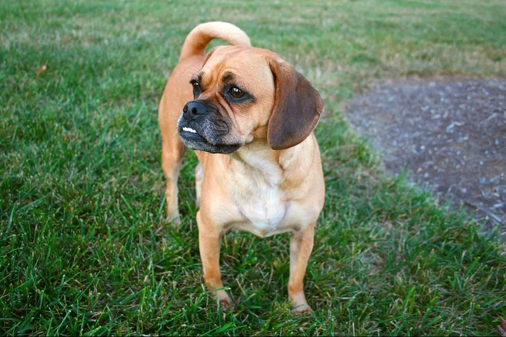 Puggle  cachorro híbrido