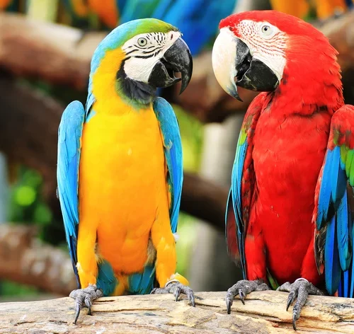 animais com 5 letras arara