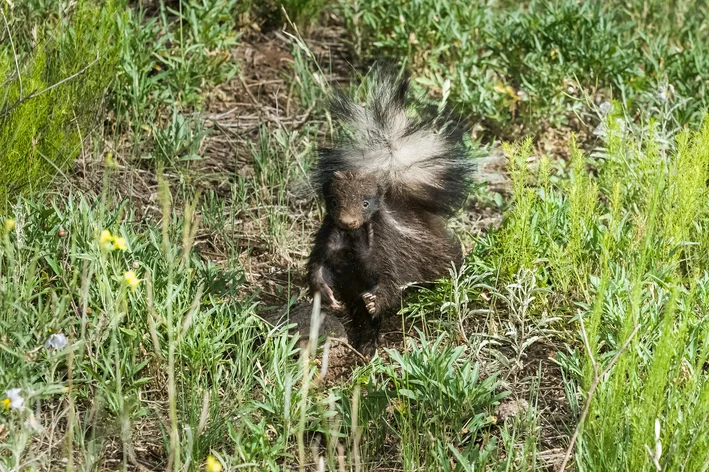 Zorrilho animal com a letra z