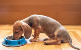 ração para dachshund