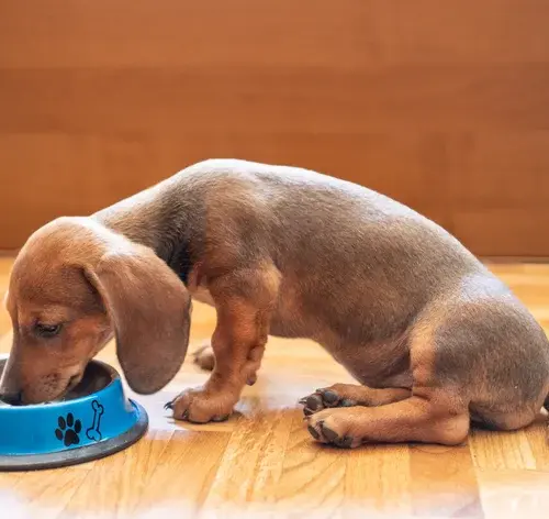 ração para dachshund