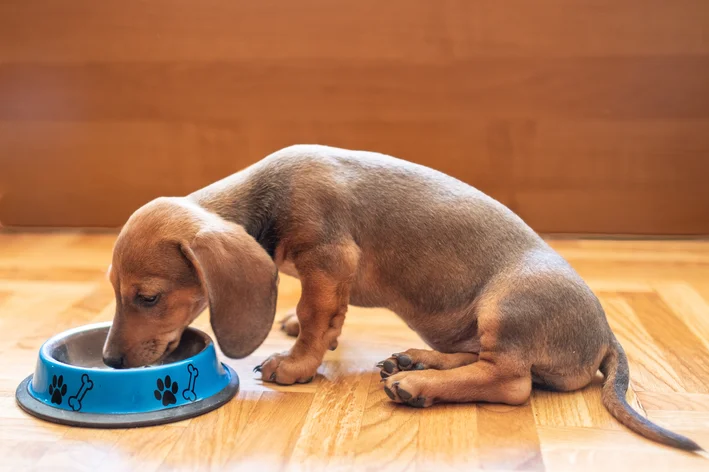 ração para dachshund