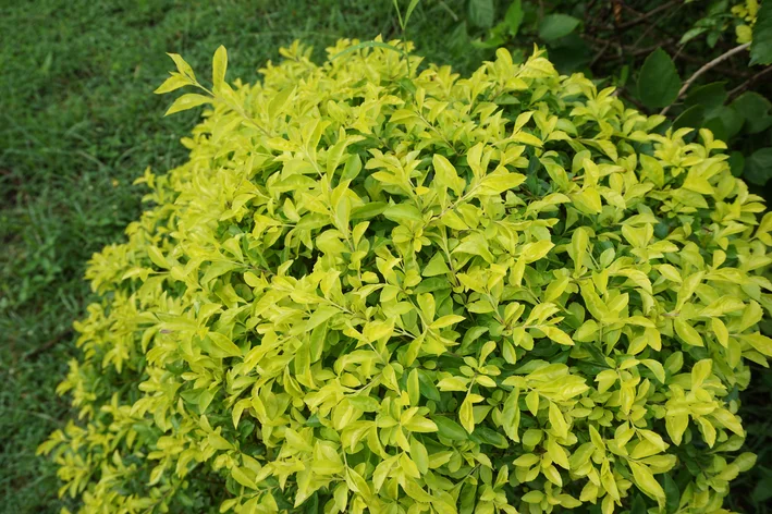 cuidados com a planta pingo-de-ouro