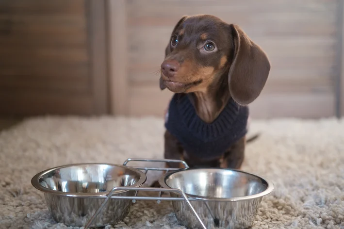 melhor ração para dachshund