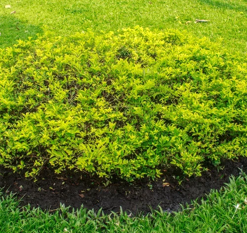 jardim com pingo de ouro