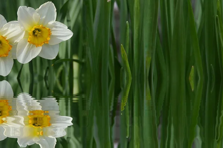 flores narciso 