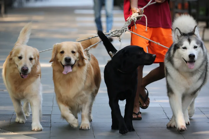 cachorro híbrido