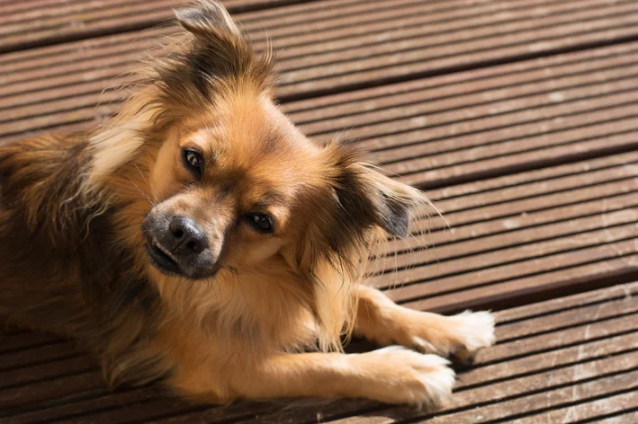 Pomchi cachorro híbrido