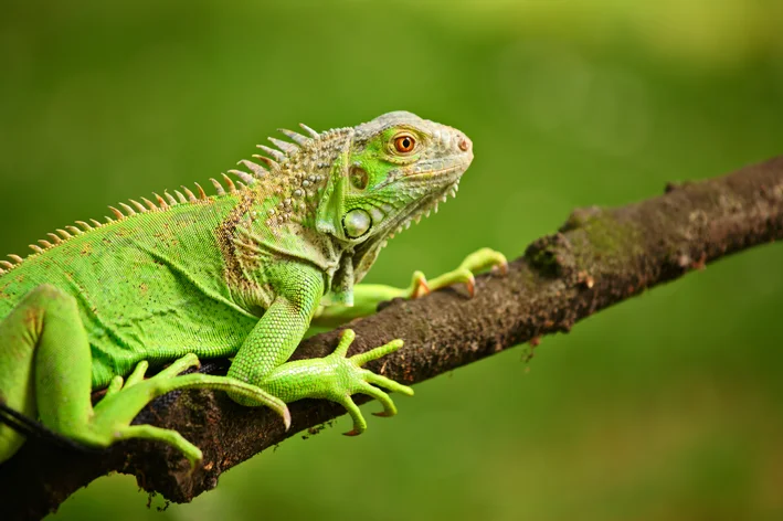 animais com 6 letras iguana