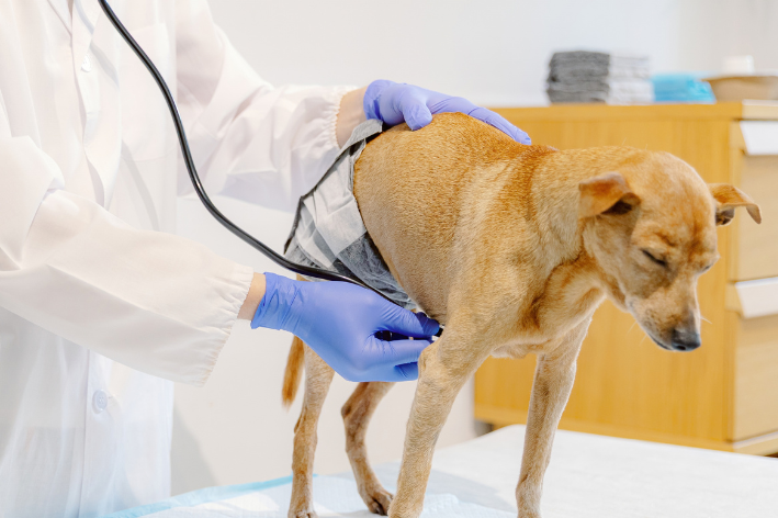 veterinário diagnosticando cachorro