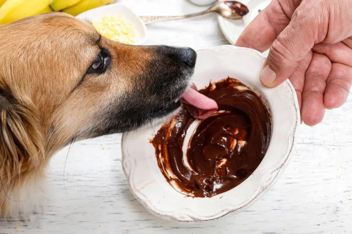 cachorro comendo chocolate