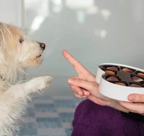 cachorro pedindo por chocolate