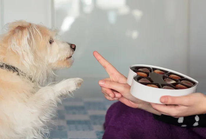 cachorro pedindo por chocolate