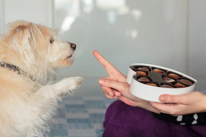 cachorro pedindo por chocolate