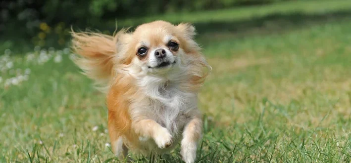 Chihuahua
