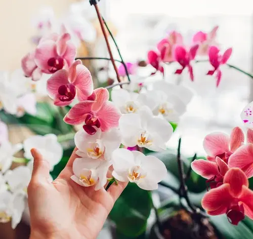 pessoa cuidado de orquídeas