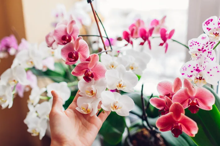 pessoa cuidado de orquídeas