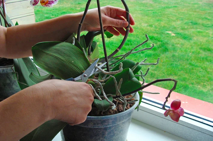 pessoa podando caule seco da orquídea