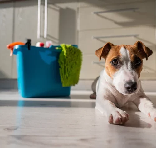 Produto para tirar cheiro de xixi de cachorro