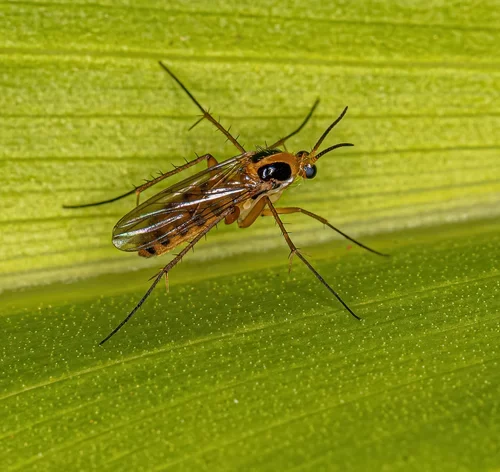 mosca fungus gnats pousado em uma folha