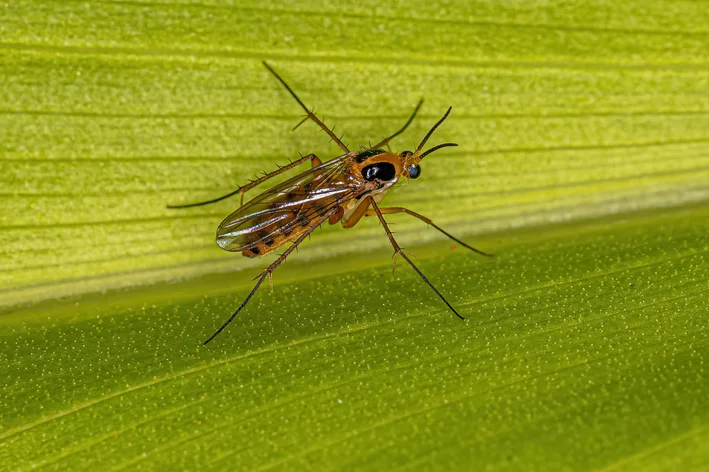 mosca fungus gnats pousado em uma folha